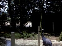 Slimbridge - Exotic Bird